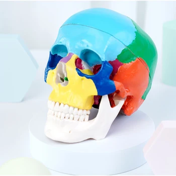 Стоматологичен имитация на устната кухина, цветен модел на черепа, Подвижни зъбни учебни помагала, череп, медицински череп, проба на черепа, модел на главата