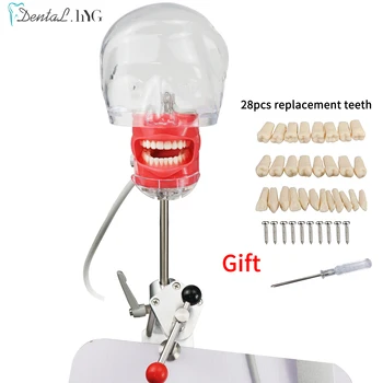 Модел на Главата на Стоматологичен Симулатор Manikin Phantom С Новия Стил на Настолен Закрепване на Стоматологични Модели За Обучение на Зъболекар Регулиране на 360 градуса